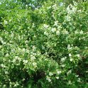 Philadelphus coronarius 'Aureus'
